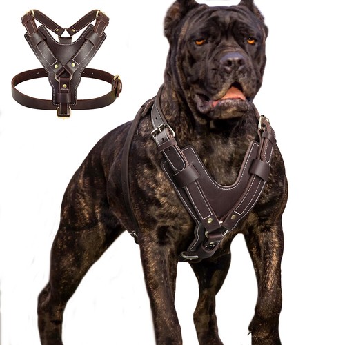 Strong genuine leather dog - genuine,