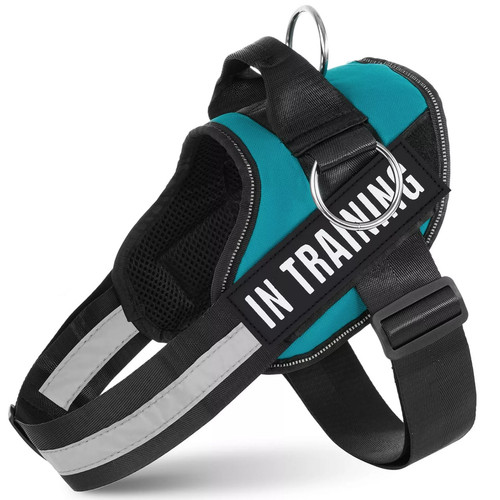 Pull training dog - no, in