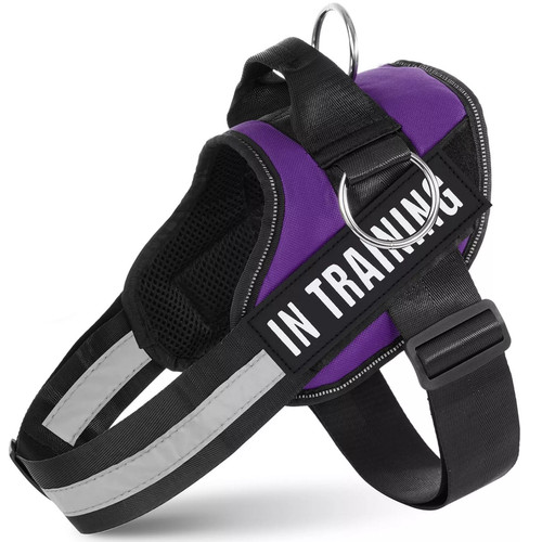 Pull training dog - pull, in