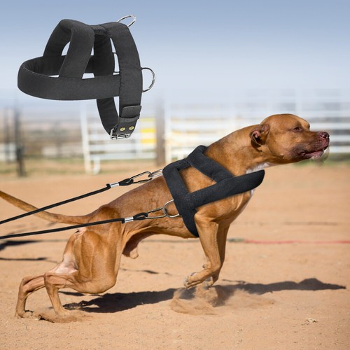 Dog weight pulling - weight, harness