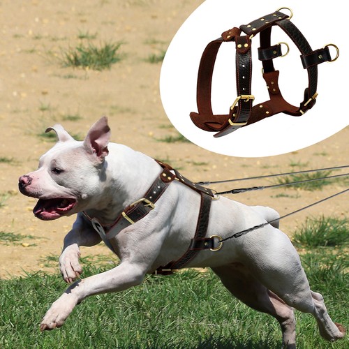 Durable leather dog harness - leather,